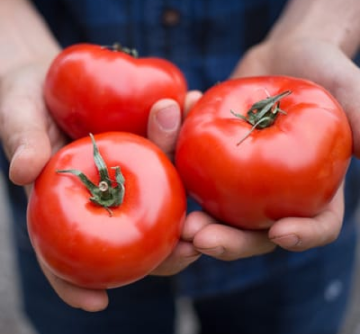 Tomatoes
