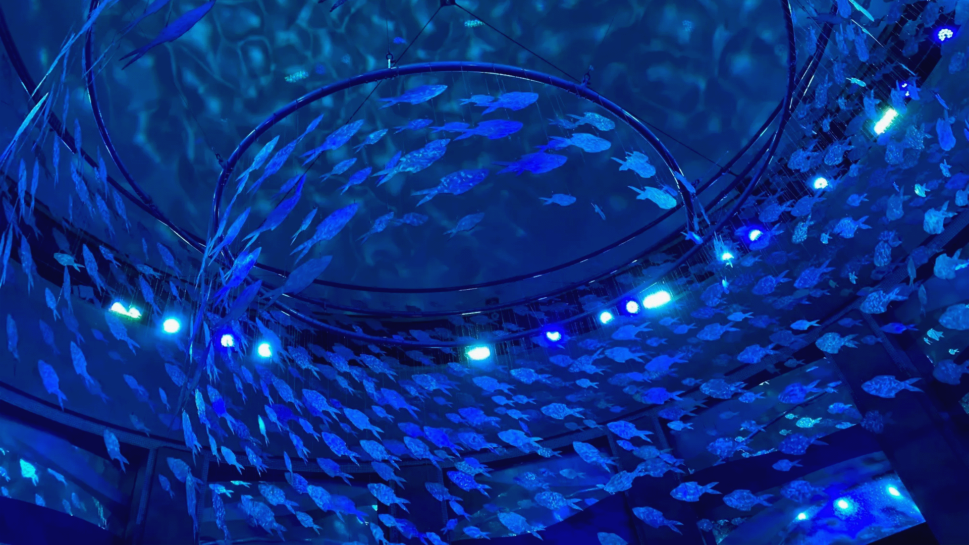 adventure aquarium