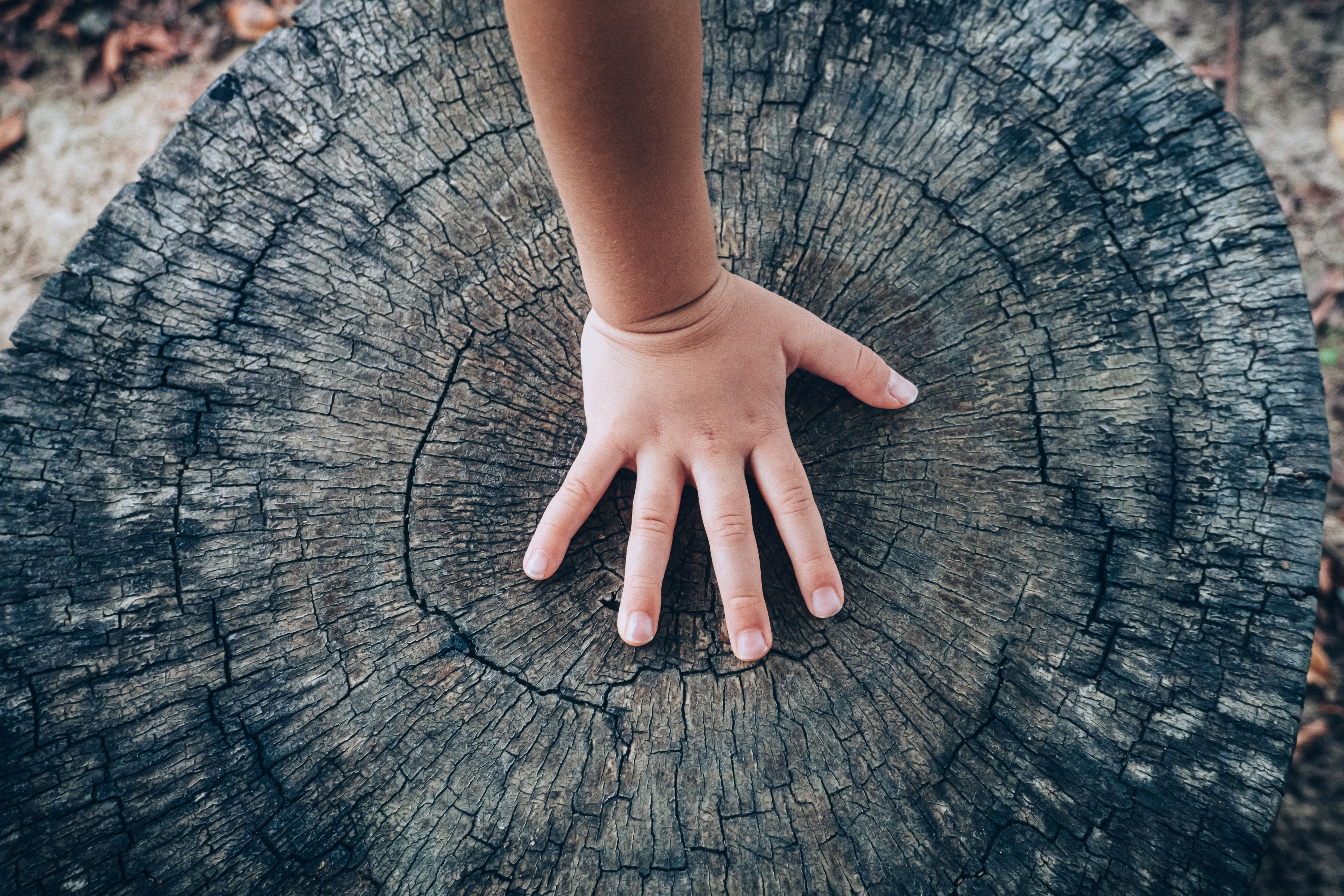 hand on stump with BWDW logo on top