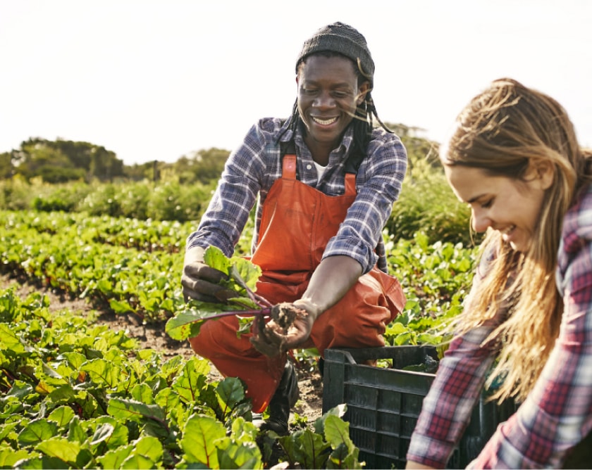 Two people in gardening gear looking at plants in a cultivated field.