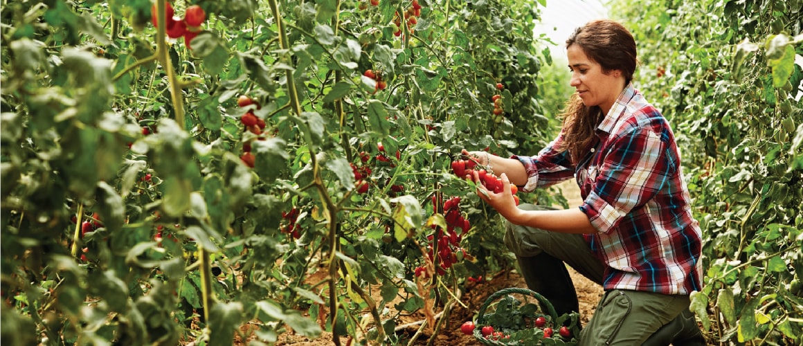 Woman in tomato farm