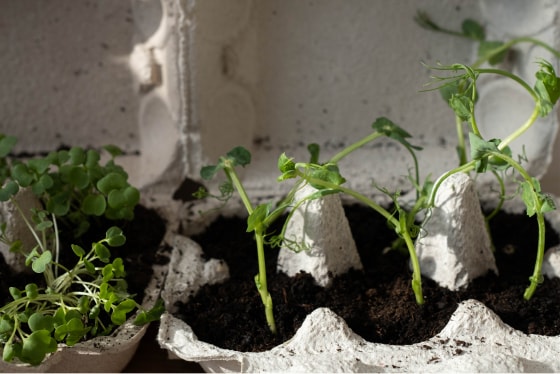 Egg carton planters