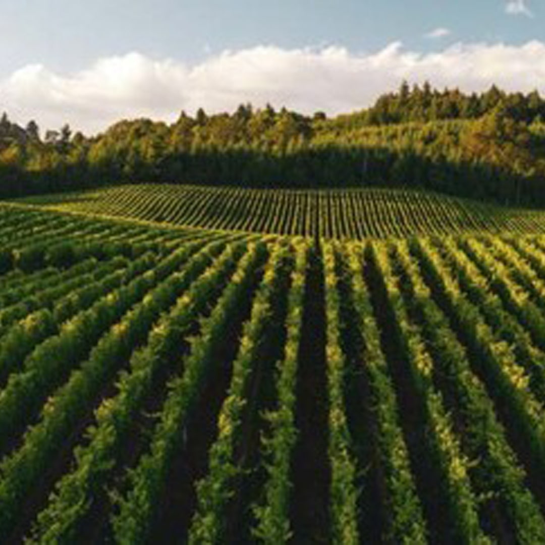 Rows of crops in a field