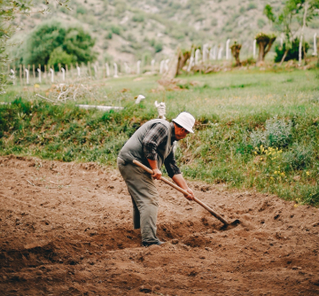 Farmer working in field