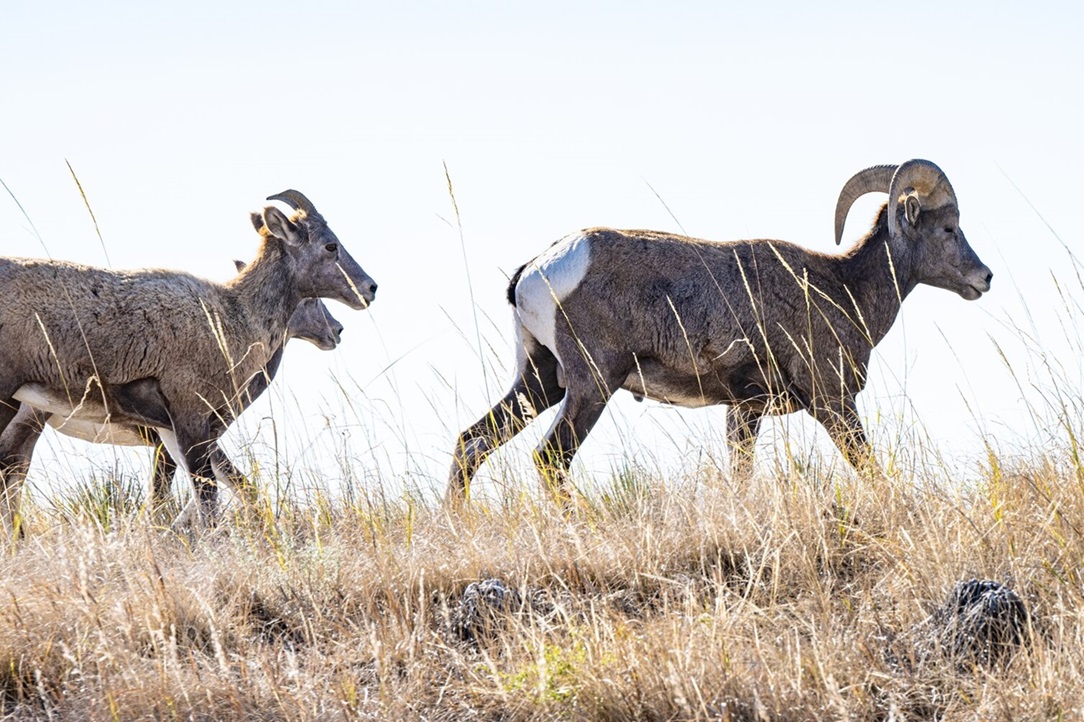 A herd of mountain goats.