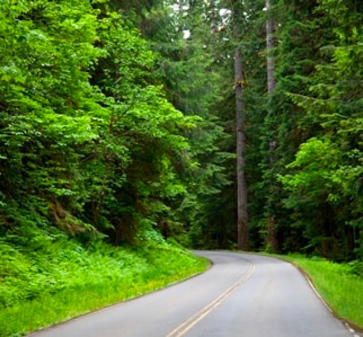 Road winding through trees