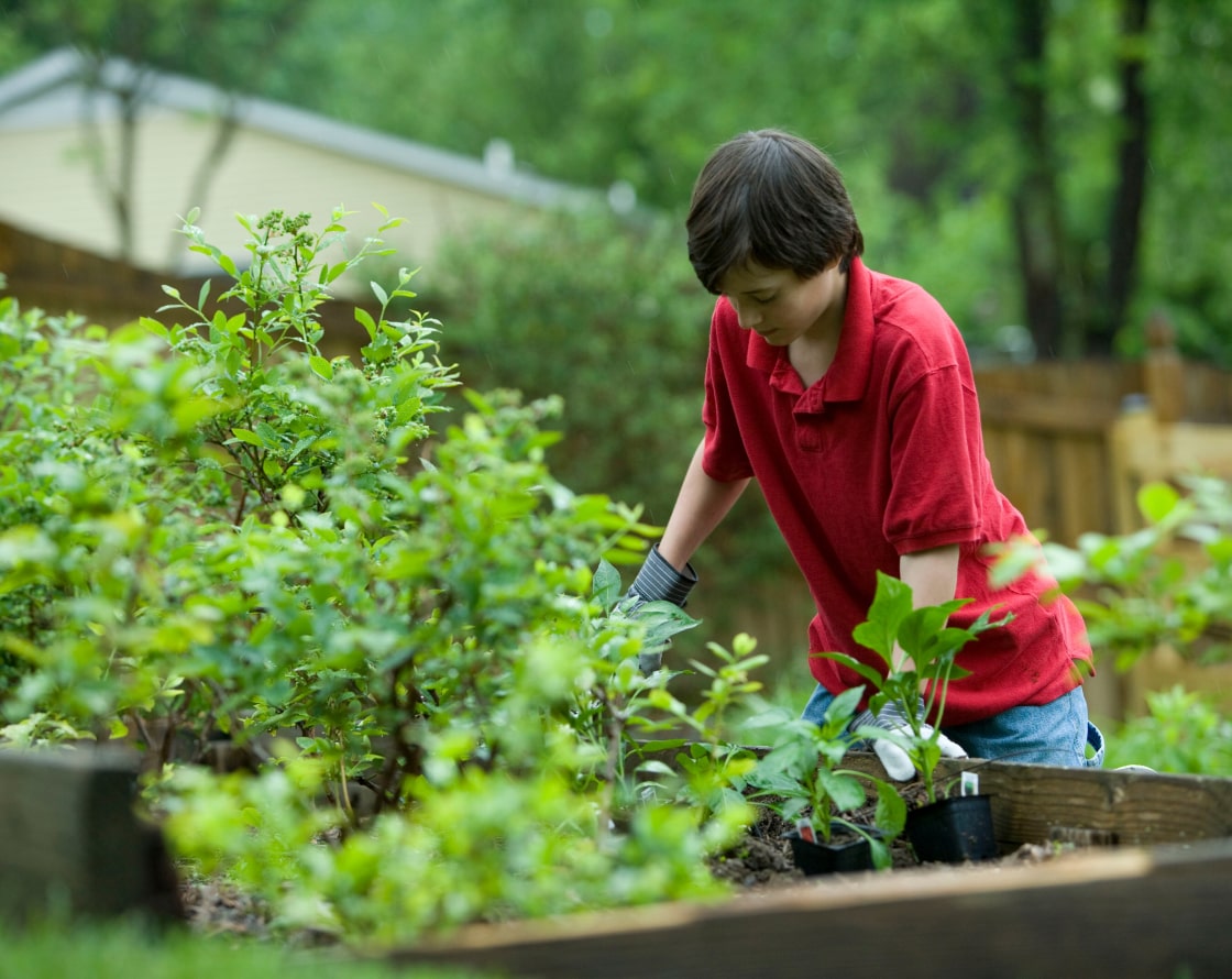 Person planting plants